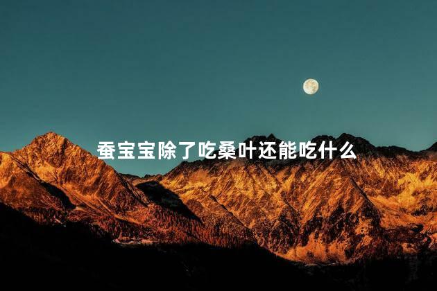 蚕宝宝除了吃桑叶还能吃什么